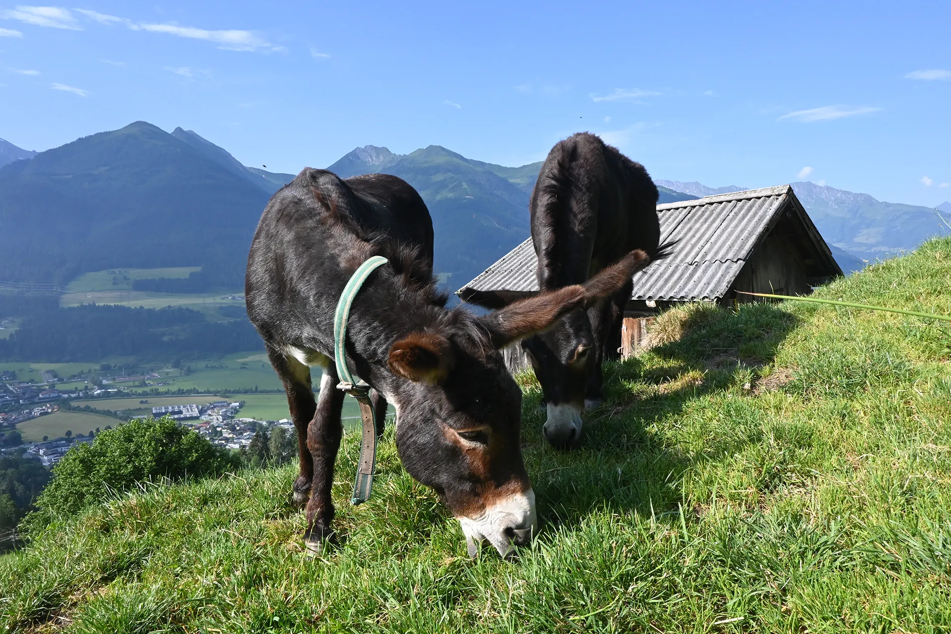 Wandern und Genießen rund um den Wiesberghof in Niedernsill