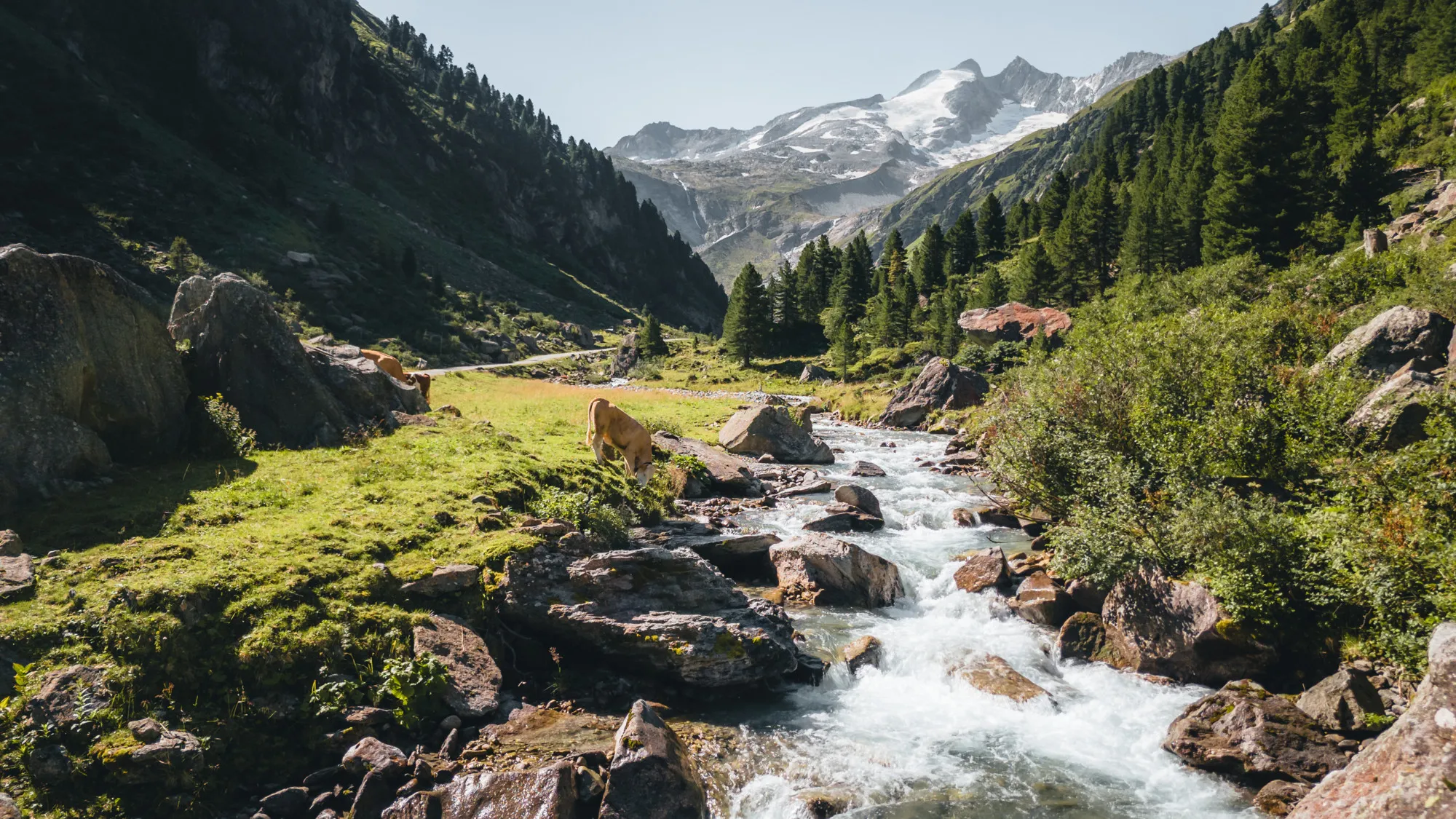 Wandern in den Pinzgauer Grasbergen – Wildgerlostal im Sommer